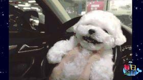 日本網紅柴犬maru的店,萌寵魅力與生活美學完美融合